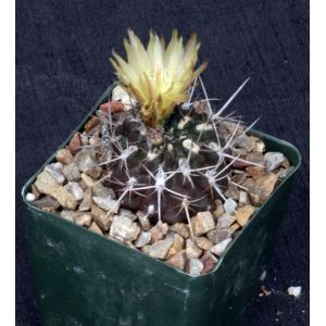 Eriosyce heinrichiana var. setosiflora 4-inch pots