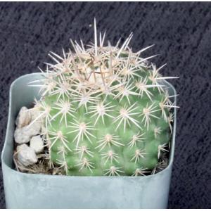 Eriosyce islayensis 2-inch pots