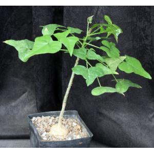 Erythrina humeana one-gallon pots