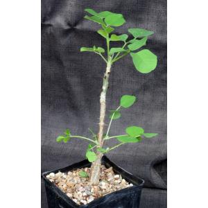 Erythrina melanacantha one-gallon pots