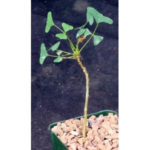 Erythrina vespertilio 4-inch pots