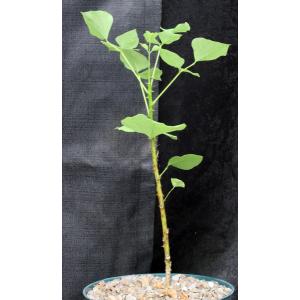 Erythrina caffra 8-inch pots