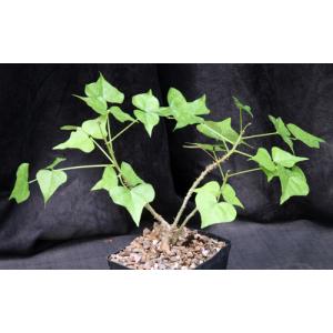 Erythrina humeana one-gallon pots