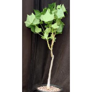 Erythrina livingstoniana 2-gallon pots