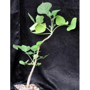 Erythrina madagascariensis one-gallon pots