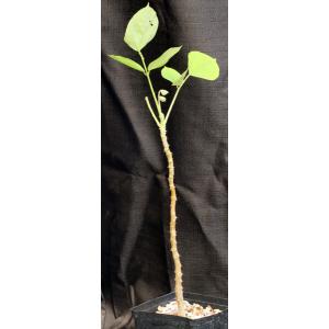 Erythrina madagascariensis one-gallon pots