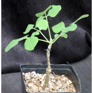 Erythrina melanacantha one-gallon pots