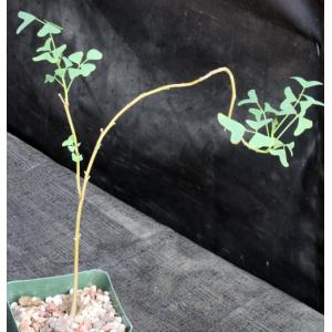 Erythrina vespertilio 4-inch pots