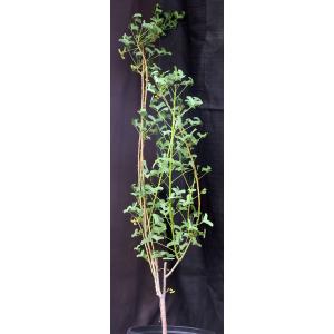 Erythrina vespertilio 2-gallon pots