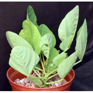 Erythrina zeyheri 6-inch pots
