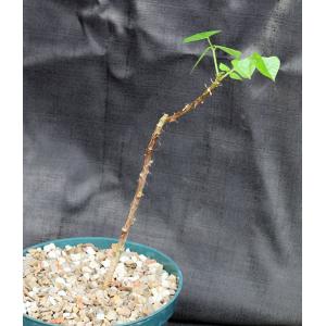 Erythrina caffra 8-inch pots