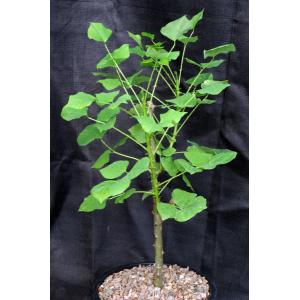 Erythrina caffra 2-gallon pots