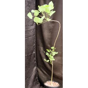 Erythrina flabelliformis 2-gallon pots