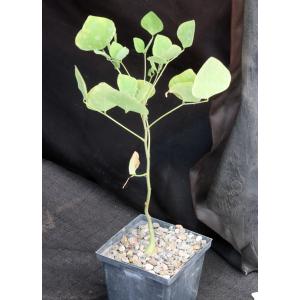 Erythrina flabelliformis 5-inch pots