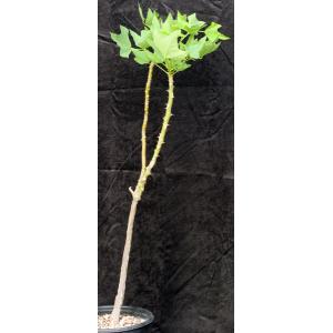 Erythrina humeana 2-gallon pots