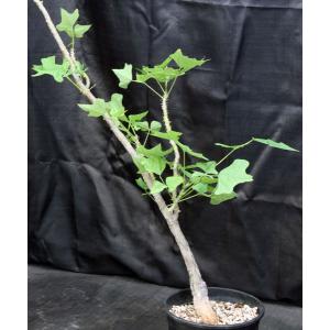 Erythrina livingstoniana 3-gallon pots