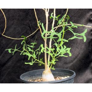 Erythrina vespertilio 2-gallon pots