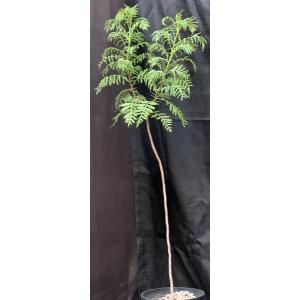 Erythrophysa transvaalensis 3-gallon pots