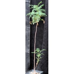 Erythrophysa transvaalensis one-gallon pots
