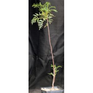 Erythrophysa transvaalensis one-gallon pots