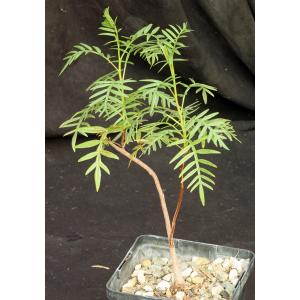 Erythrophysa transvaalensis 5-inch pots