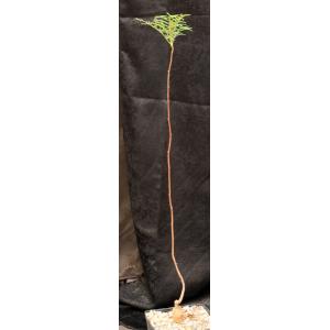 Erythrophysa transvaalensis one-gallon pots