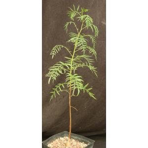 Erythrophysa transvaalensis one-gallon pots