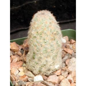 Escobaria chihuahuensis ssp. henricksonii 4-inch pots