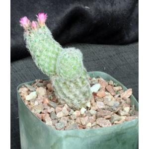 Escobaria chihuahuensis ssp. henricksonii 5-inch pots