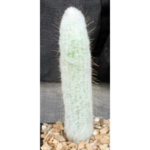 Espostoopsis dybowskii 5-inch pots