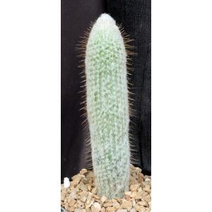 Espostoopsis dybowskii one-gallon pots