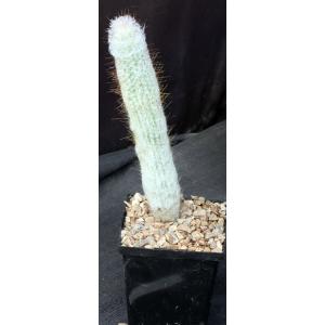 Espostoopsis dybowskii 5-inch pots