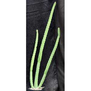 Euphorbia songweana one-gallon pots