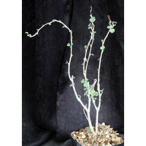Euphorbia misera 5-inch pots