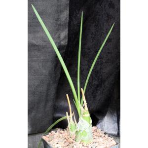 Eulophia alta one-gallon pots