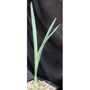 Eulophia alta one-gallon pots