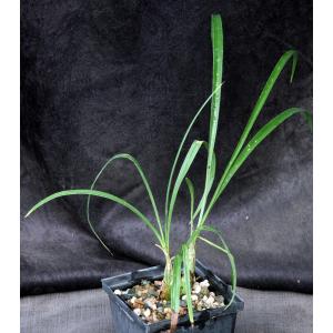 Eulophia callichroma 5-inch pots