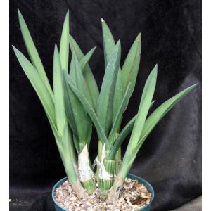 Eulophia petersii 8-inch pots