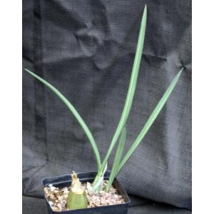 Eulophia petersii (WY 1058) 5-inch pots