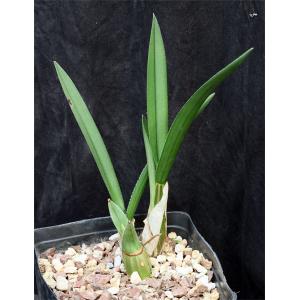 Eulophia petersii one-gallon pots