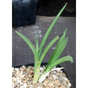 Eulophia petersii (gracile) one-gallon pots