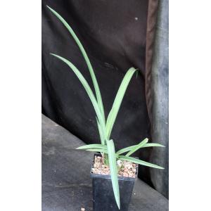 Eulophia petersii (green) 5-inch pots