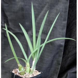 Eulophia petersii (green) one-gallon pots