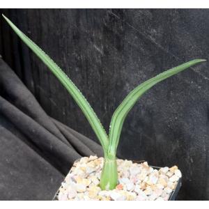 Eulophia petersii (green) 5-inch pots