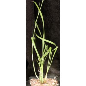 Eulophia callichroma one-gallon pots