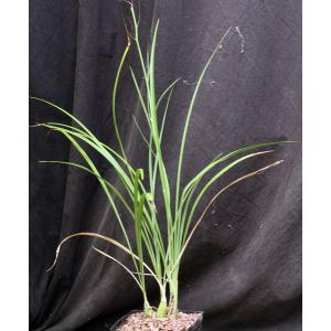 Eulophia callichroma one-gallon pots