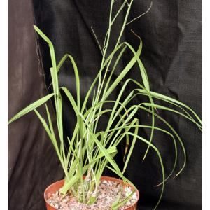 Eulophia callichroma 8-inch pots