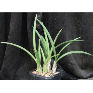 Eulophia petersii (gracile) 5-inch pots