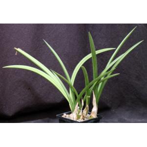 Eulophia petersii (gracile) 5-inch pots