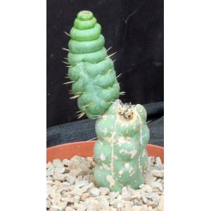 Eulychnia castanea fm spiralis 6-inch pots